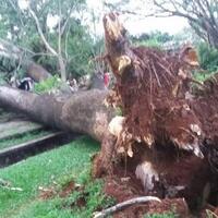 belasan-pohon-tumbang-di-yogya-akibat-diterjang-angin-kencang