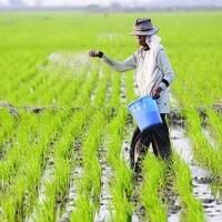 pupuk-bersubsidi-sulit-dicari-di-jombang