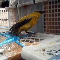 ratusan-ekor-burung-liar-hasil-tangkapan-hutan-diamankan-polda-jambi