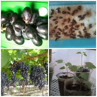 kampung-anggur----part-3