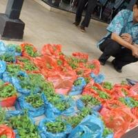 balitbangtan-yogyakarta-bagikan-ribuan-bibit-cabai-ke-warga