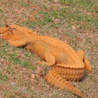 ditemukan-buaya-aneh-berwarna-jingga