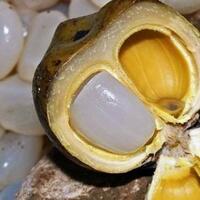 rajin-mengonsumsi-kolang-kaling-setiap-hari-sakit-sendi-insyaallah-sembuh