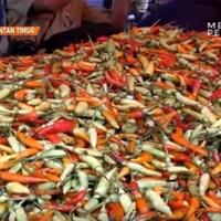 harga-cabai-tembus-rp-160000-per-kg-di-depok
