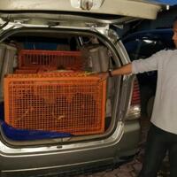 lima-dari-89-ekor-trenggiling-yang-akan-diselundupkan-mati