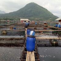 puluhan-ton-ikan-di-waduk-jatiluhur-mendadak-mati-diduga-ini-penyebabnya