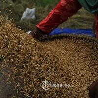 petani-demak-gembira-bulog-borong-padi-meski-kualitas-rendah-akibat-banjir