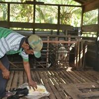 hewan-mirip-anjing-hutan-serang-unggas-dan-kambing