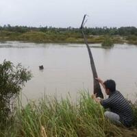 ngeri-buaya-bunting-sebesar-drum-sambar-ikan-di-kolong-kapal