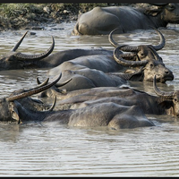 ke-mana-sby-saat-hari-pemungutan-suara-pilkada-dki