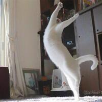 alamak-kucing-bunting-berdarah-darah-diduga-dirudapaksa-pria-mabuk