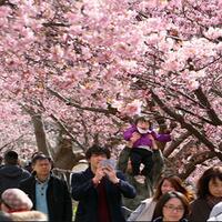 bunga-sakura-di-shizuoka-jepang-mekar-10-hari-lebih-awal
