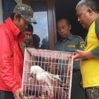 tiga-elang-dievakuasi-seekor-di-antaranya-alami-bulu-rontok