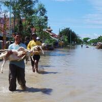 warga-terdampak-banjir-brebes-gendong-kambing-dan-bawang-merah