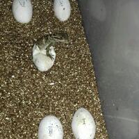 soa-layarhydrosaurus-amboinensis-weberi-pustulatus-keepers-come-in