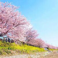 kabar-gembira-sakura-udah-mekar-di-jepang-gan