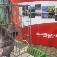 belasan-satwa-dilindungi-diamankan-dari-kampung-gajah-wonderland