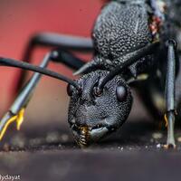 nongkrong-bareng-macro-micro-photography---part-1