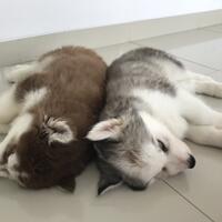 new-siberian-husky-lovers---read-page-1-for-update---part-2