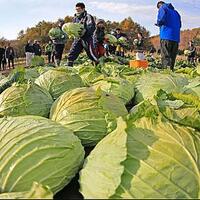 tempelkan-kubis-di-bagian-tubuh-ini-hasilnya-menakjubkan