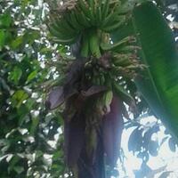 tandan-pisang-terbelah-2-di-bengkulu-tanda-pemenang-pilkada-dki