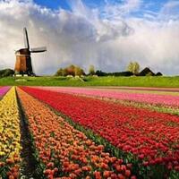 5-spot-foto-prewedding-berlatar-bunga-menakjubkan