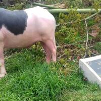 tanaman-nangka-yang-ditanam-ani-yudhoyono-3-tahun-lalu-kini-tinggal-prasasti