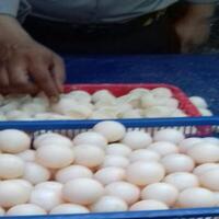 tips-menyimpan-telur-agar-kandungan-gizinya-tetap-awet