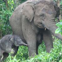 gajah-liar-beranak-di-kebun-warga-tidak-berani-usir