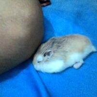 new-hamster-lovers---part-3
