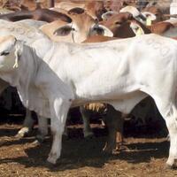 daging-sapi-diduga-terjangkit-antraks-beredar-di-pasar-trenggalek