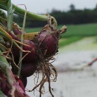 lahan-kebanjiran-harga-bawang-merah-diprediksi-bergejolak