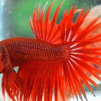 wow-ikan-cupang-palembang-laku-rp-35-juta-pembelinya-orang-thailand