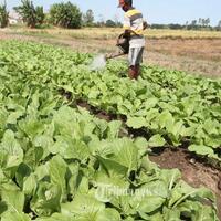 sehat-dengan-segudang-manfaat-dari-sawi-hijau