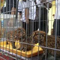 temuan-belasan-satwa-liar-di-jalan-sentosa-pekanbaru