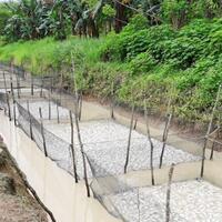 irigasi-jebol-tiga-ton-ikan-mas-milik-h-arsyad-mati