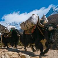 yak-hewan-asli-pegunungan-himalaya