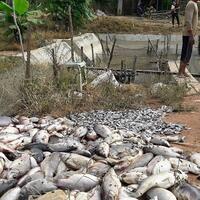 hari-ketiga-jebol-irigasi-makin-banyak-ikan-yang-mati-di-tapin