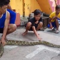 penemuan-ular-sanca-bikin-gempar-warga-pulau-tidung