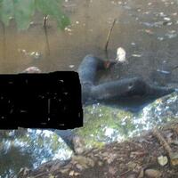 mayat-membusuk-di-samping-tol-sedyatmo