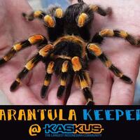 tarantula-keeper--kaskus