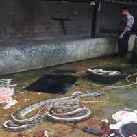 di-siak-ular-dan-biawak-dikuliti-lalu-dijual-ke-sumatera-utara