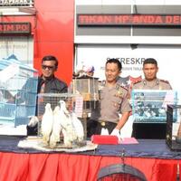 anak-buah-kapal-bawa-satwa-asal-papua-dijual-di-surabaya