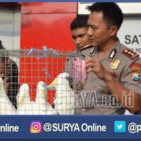 penyelundupan-ratusan-satwa-dilindungi-dari-papua-ke-surabaya-berhasil-digagalkan