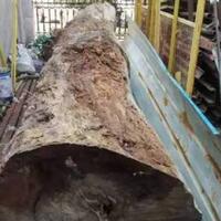 edan-gelondongan-kayu-tua-tak-berharga-ini-laku-dijual-rp32-miliar