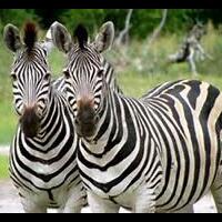 mengapa-zebra-berkulit-belang-ini-jawabannya