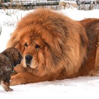 5-hewan-peliharaan-termahal-di-dunia-harganya-melebihi-mobil-mewah