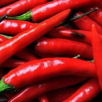 mentan-kalau-hanya-ditanya-cabai-kapan-kita-maju-saudaraku