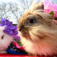 cantiknya-kelinci-pakai-kimono-saat-perayaan-usahina-di-jepang