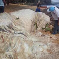 makhluk-misterius-berbulu-putih-ditemukan-nelayan-netizens-bilang-pertanda-buruk